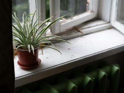 Green plants on a windowsill for visual relaxation
